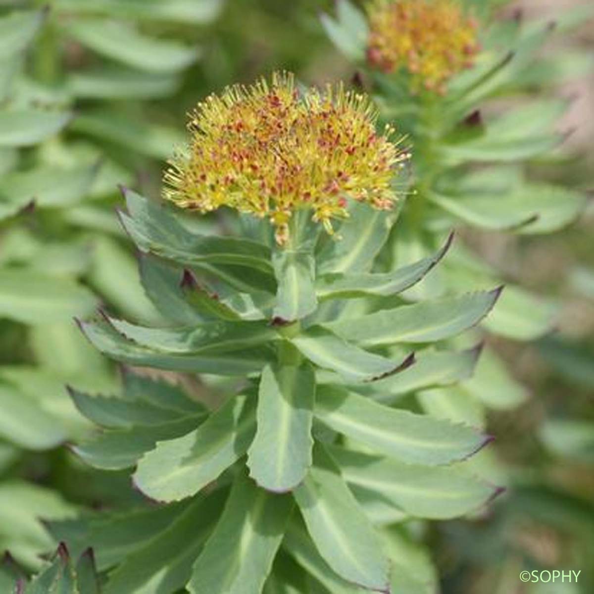 Orpin odorant - Rhodiola rosea