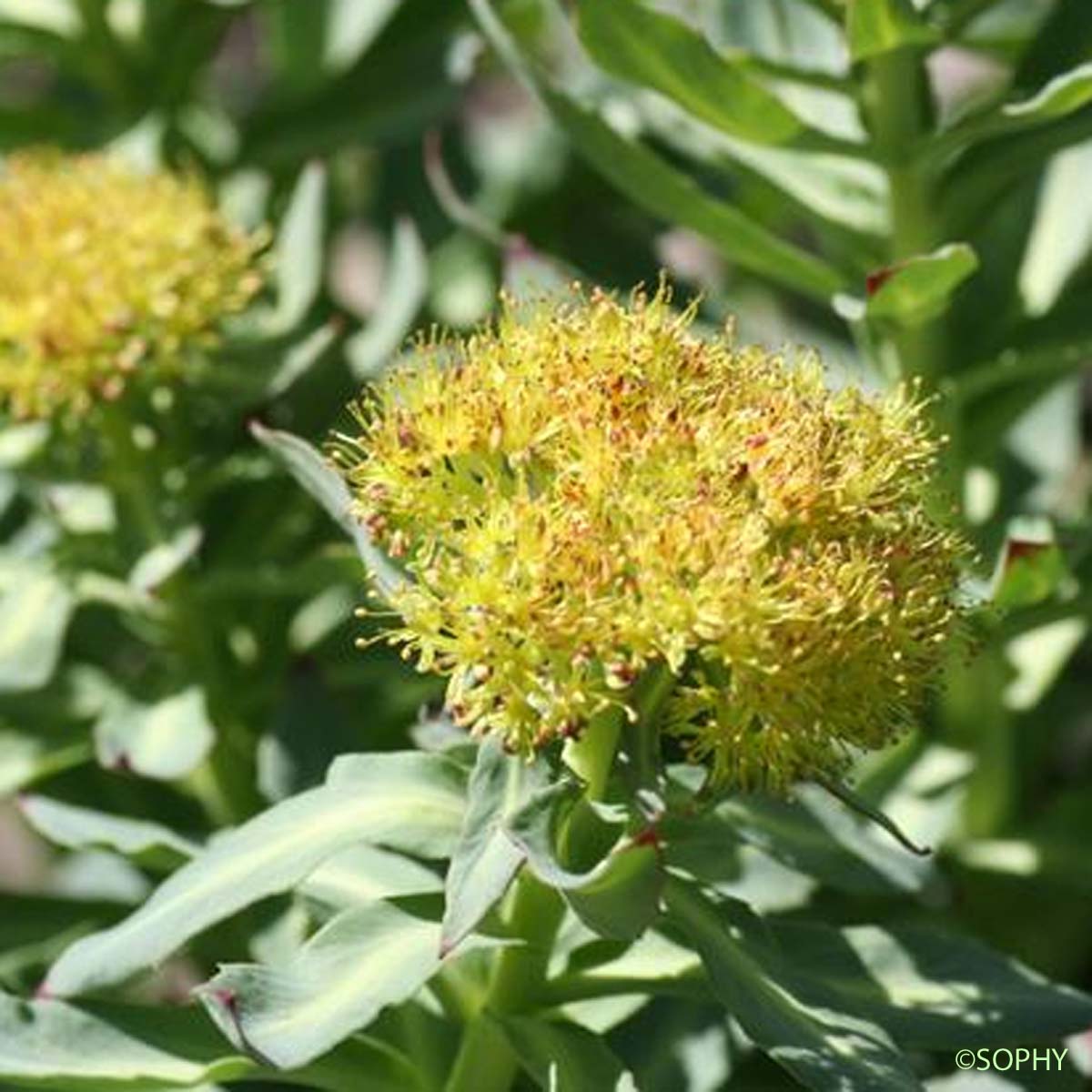 Orpin odorant - Rhodiola rosea