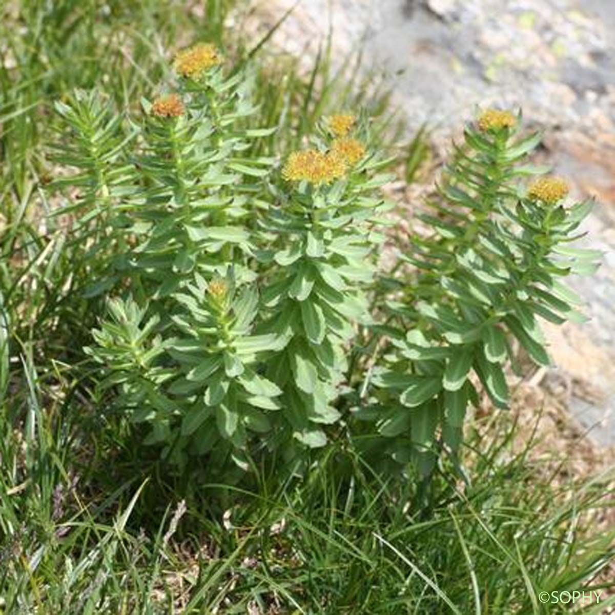 Orpin odorant - Rhodiola rosea