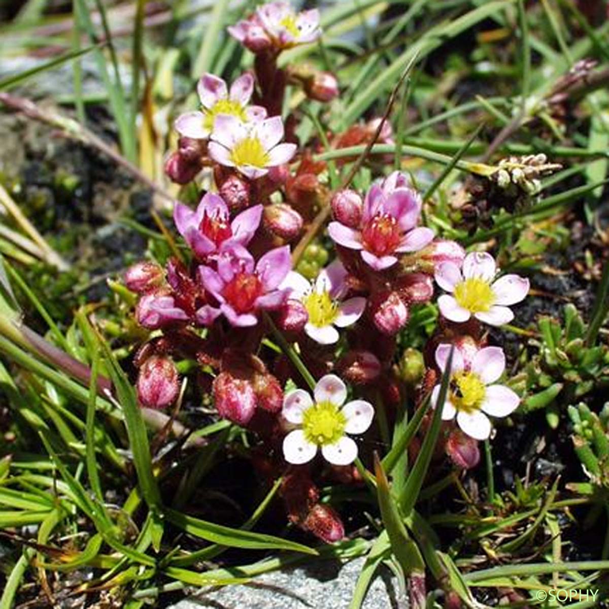 Orpin velu - Sedum villosum