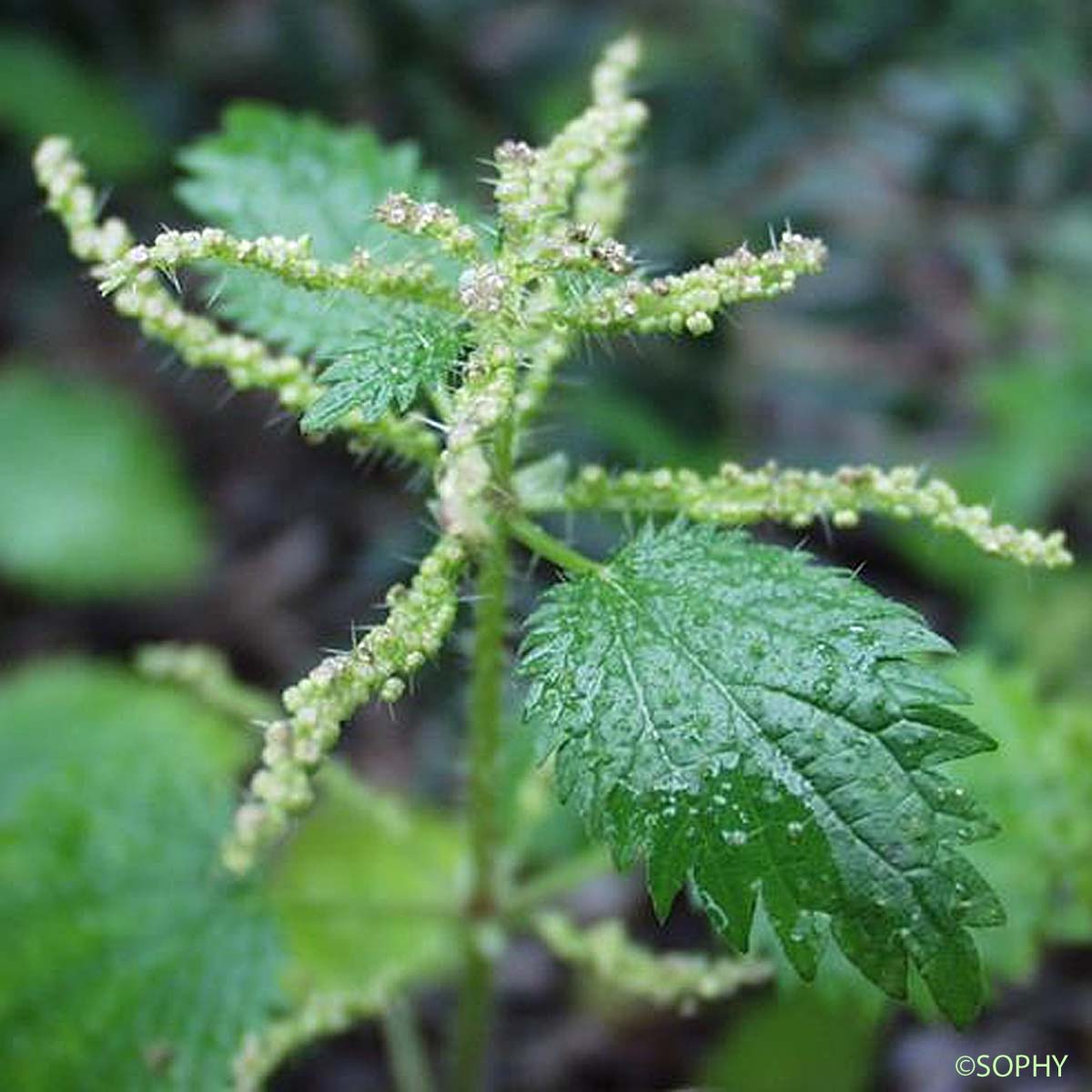 Ortie à membranes - Urtica membranacea