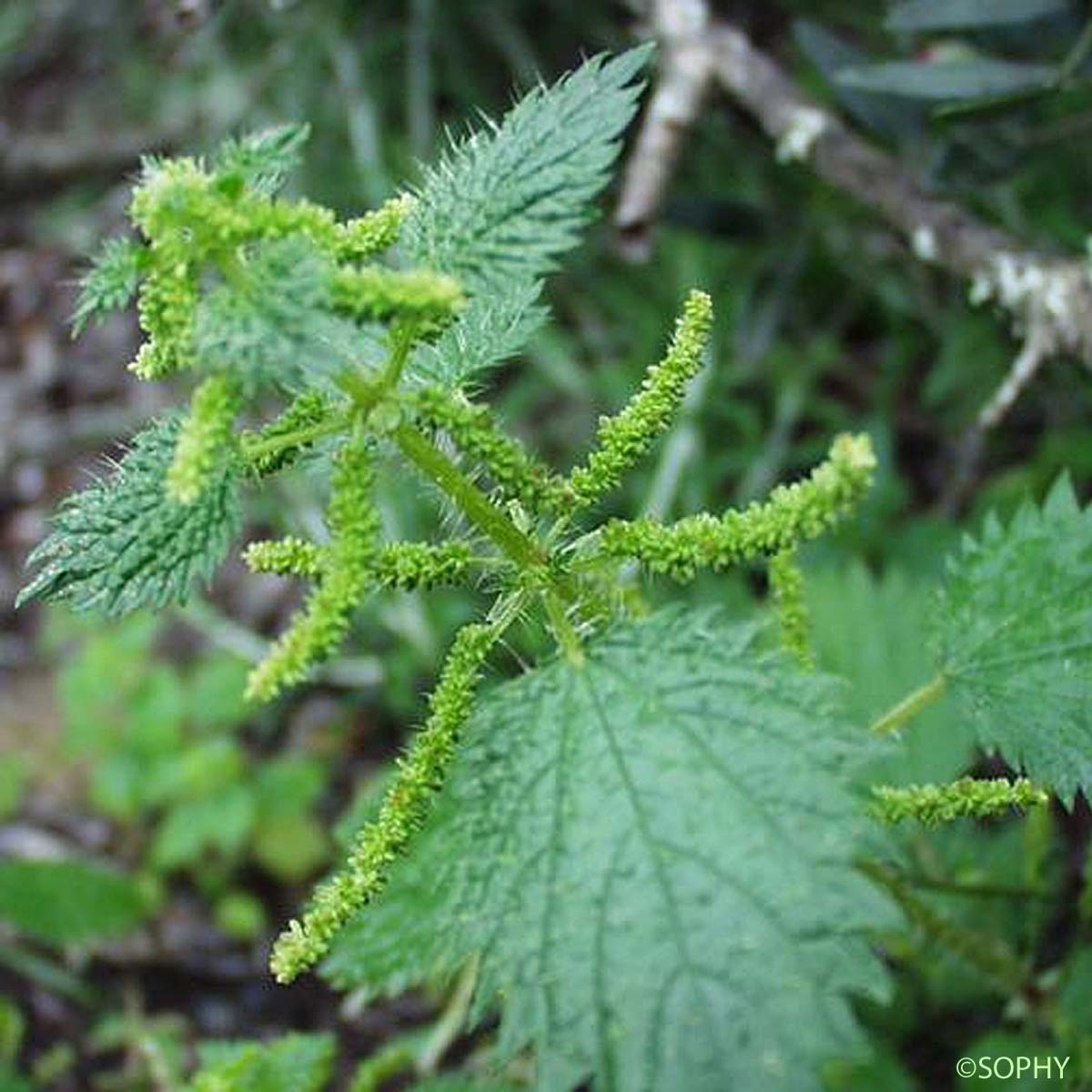 Ortie à membranes - Urtica membranacea