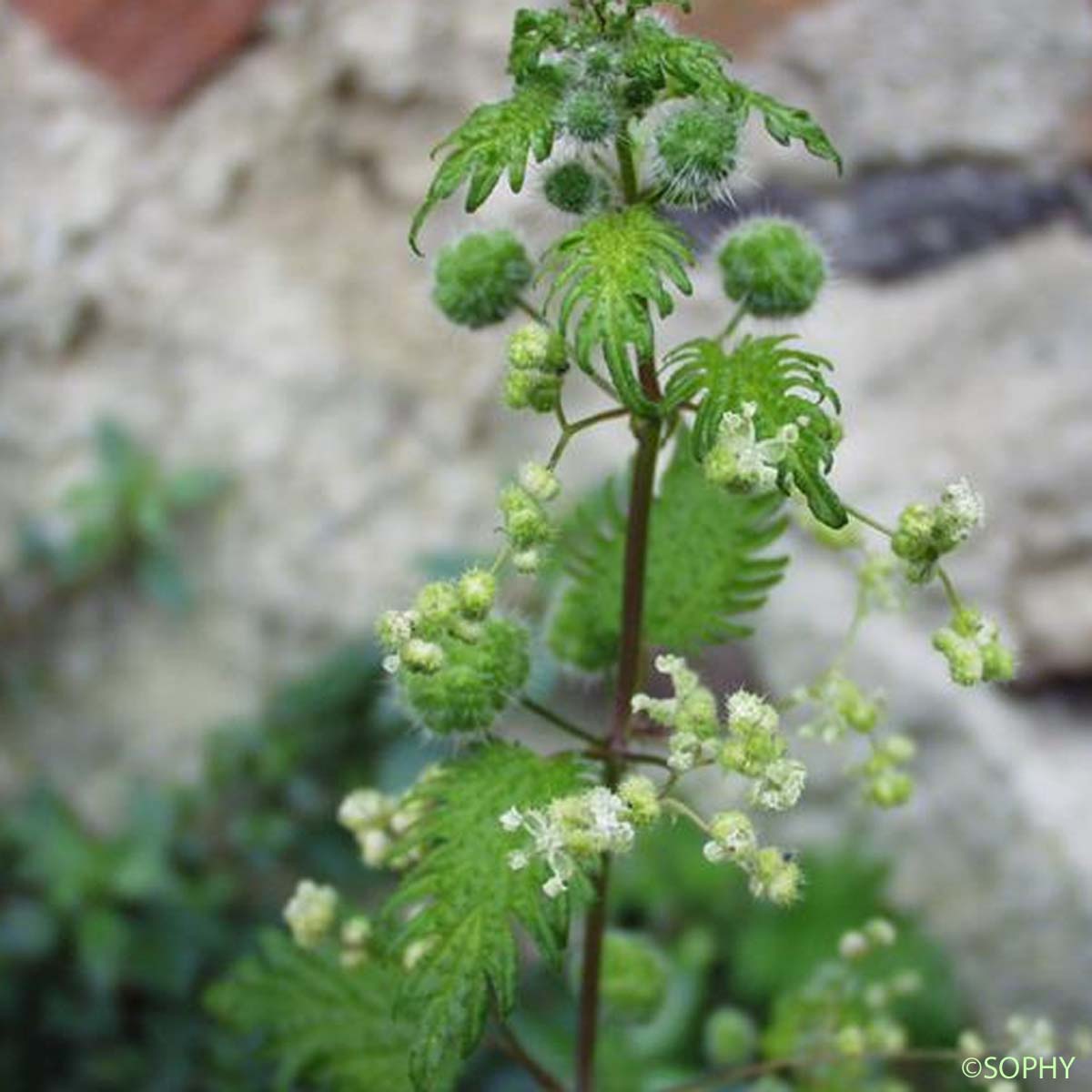 Ortie à pilules - Urtica pilulifera