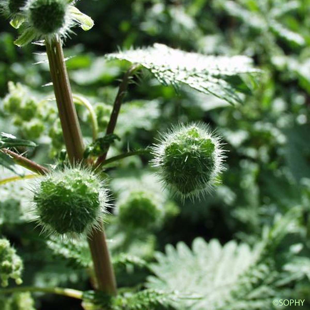 Ortie à pilules - Urtica pilulifera