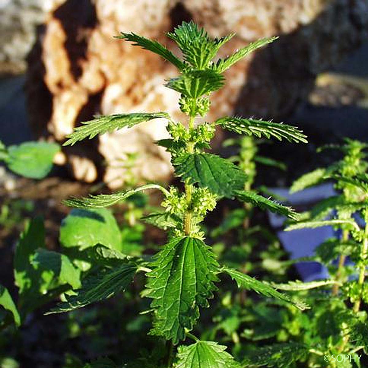 Ortie brûlante - Urtica urens