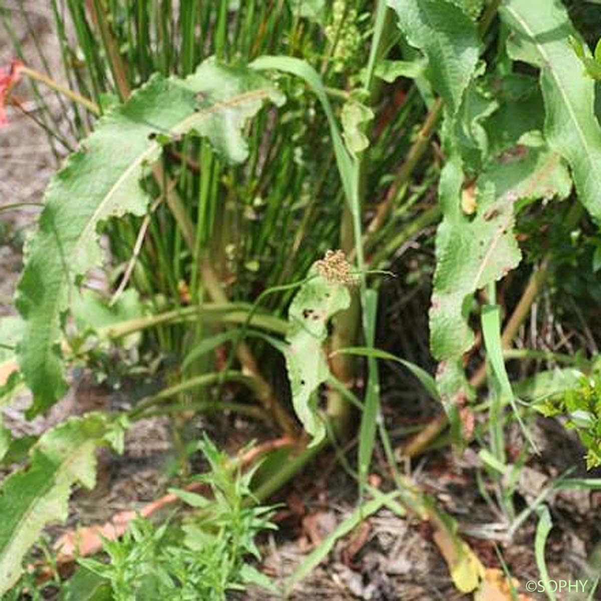 Oseille crépue - Rumex crispus