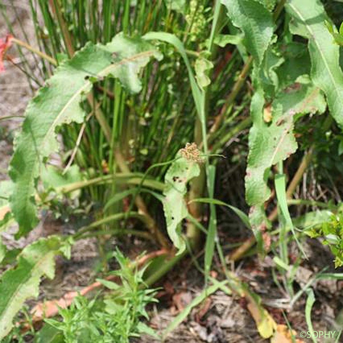 Oseille crépue - Rumex crispus var. crispus