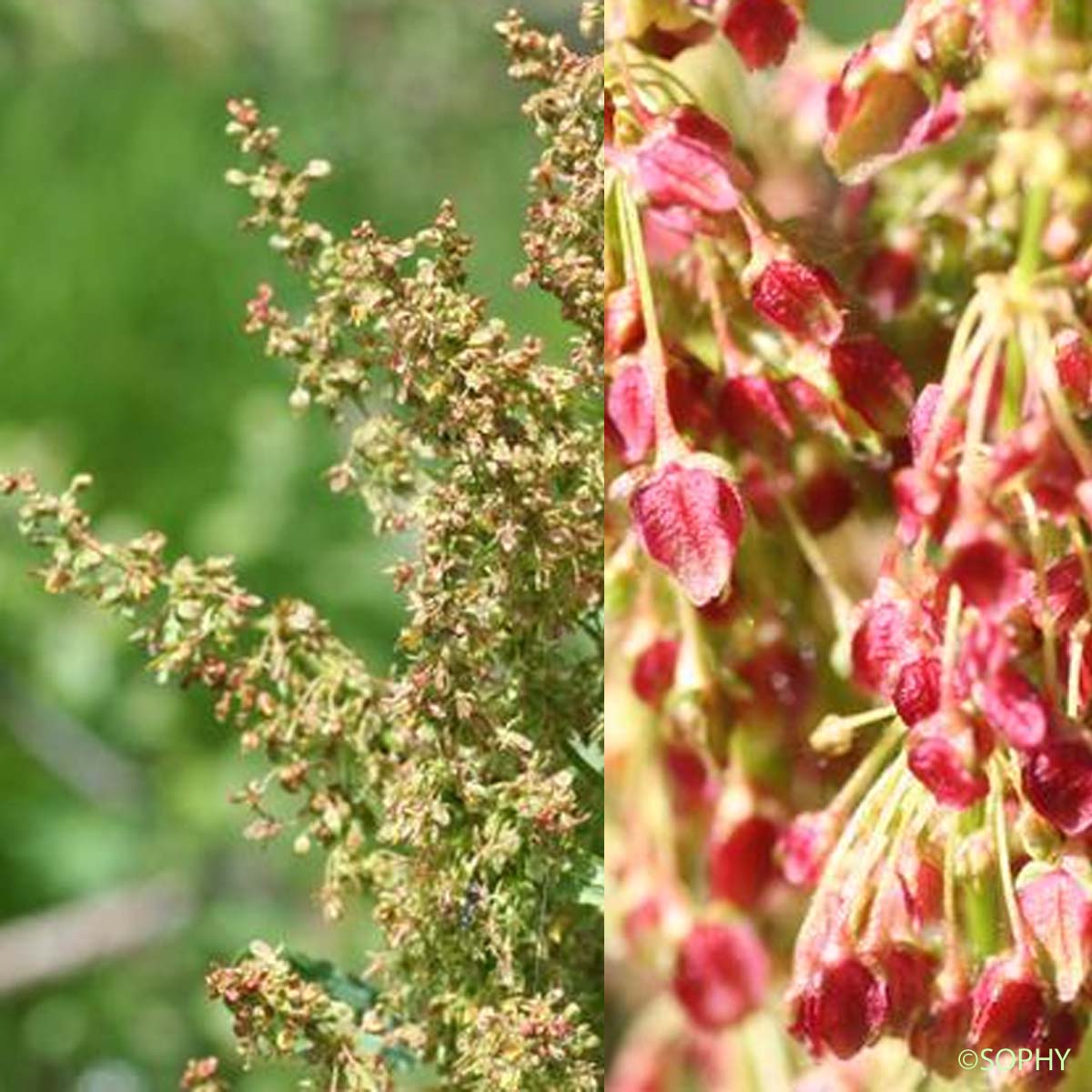 Oseille des Alpes - Rumex alpinus