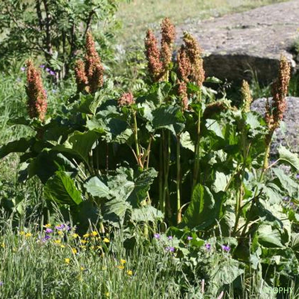 Oseille des Alpes - Rumex alpinus