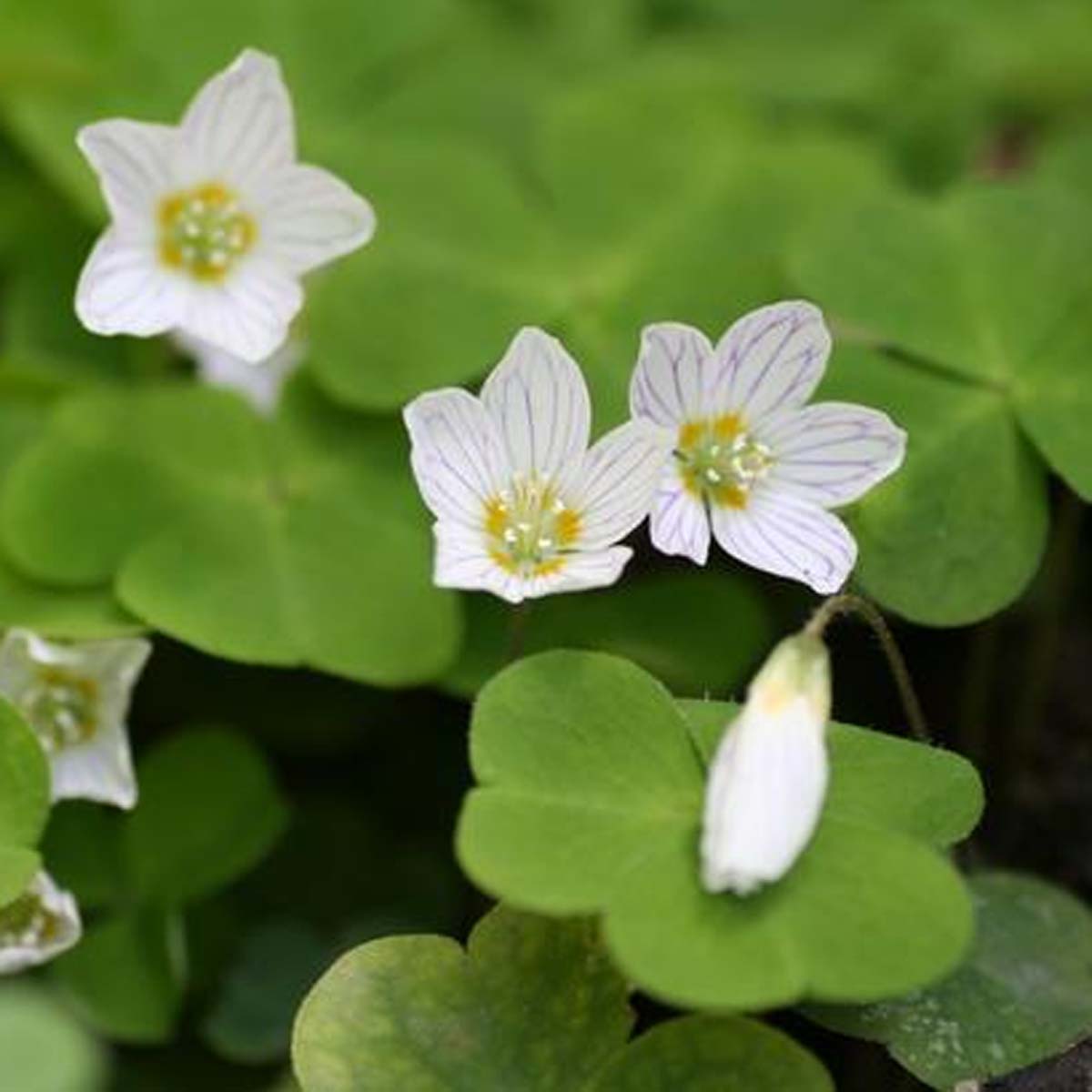 Oseille des bois - Oxalis acetosella