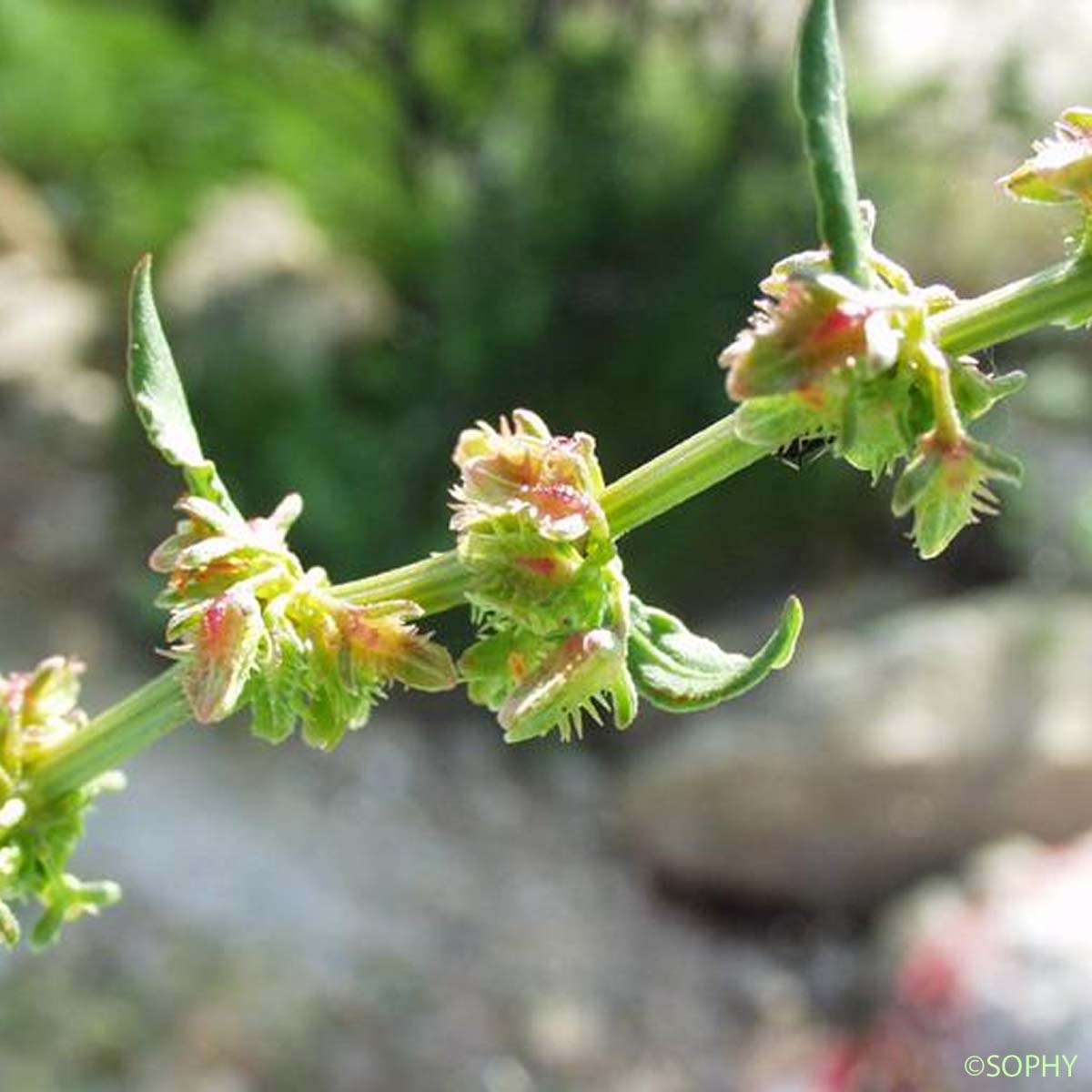 Oseille gracieuse - Rumex pulcher subsp. pulcher