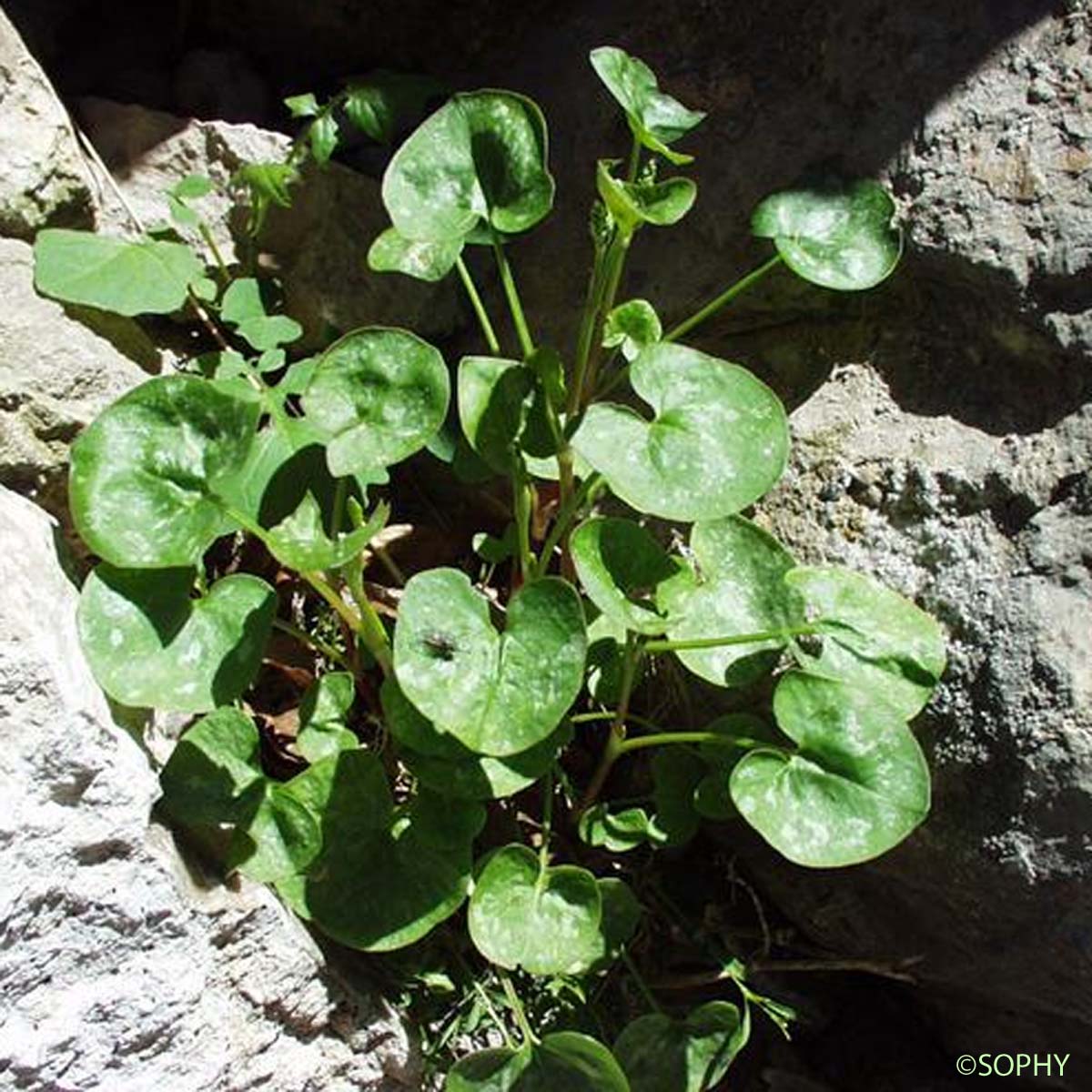 Oseille ronde - Rumex scutatus