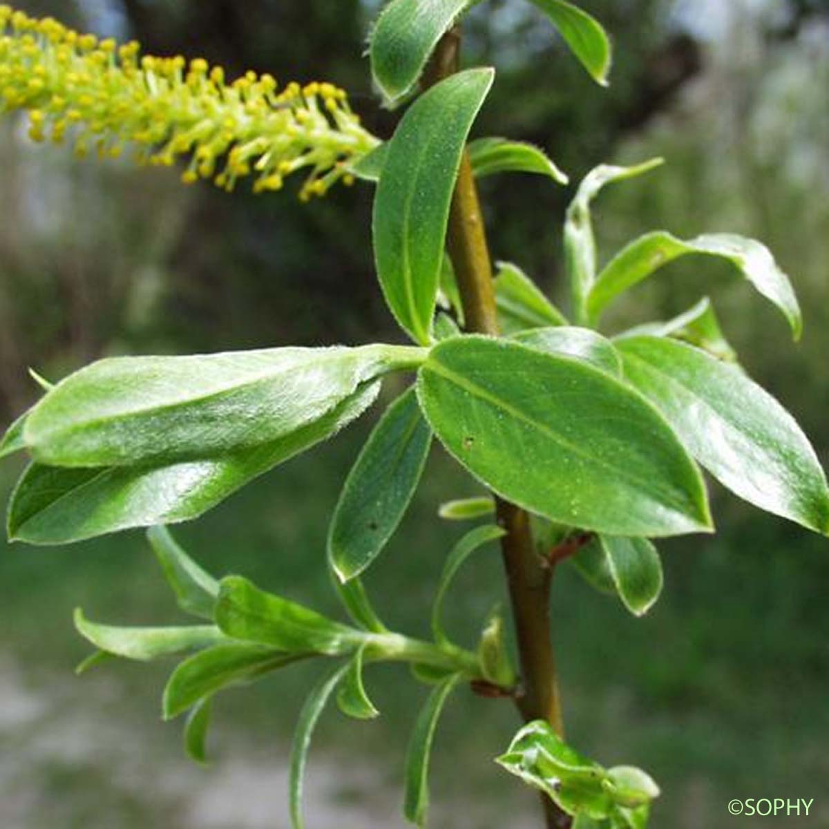 Osier blanc - Salix alba