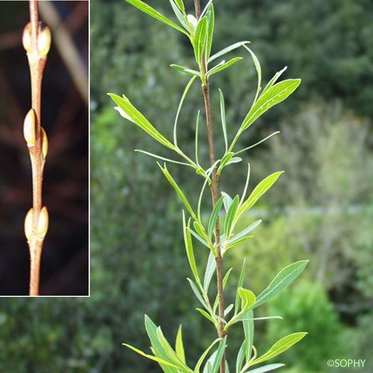 Osier pourpre - Salix purpurea