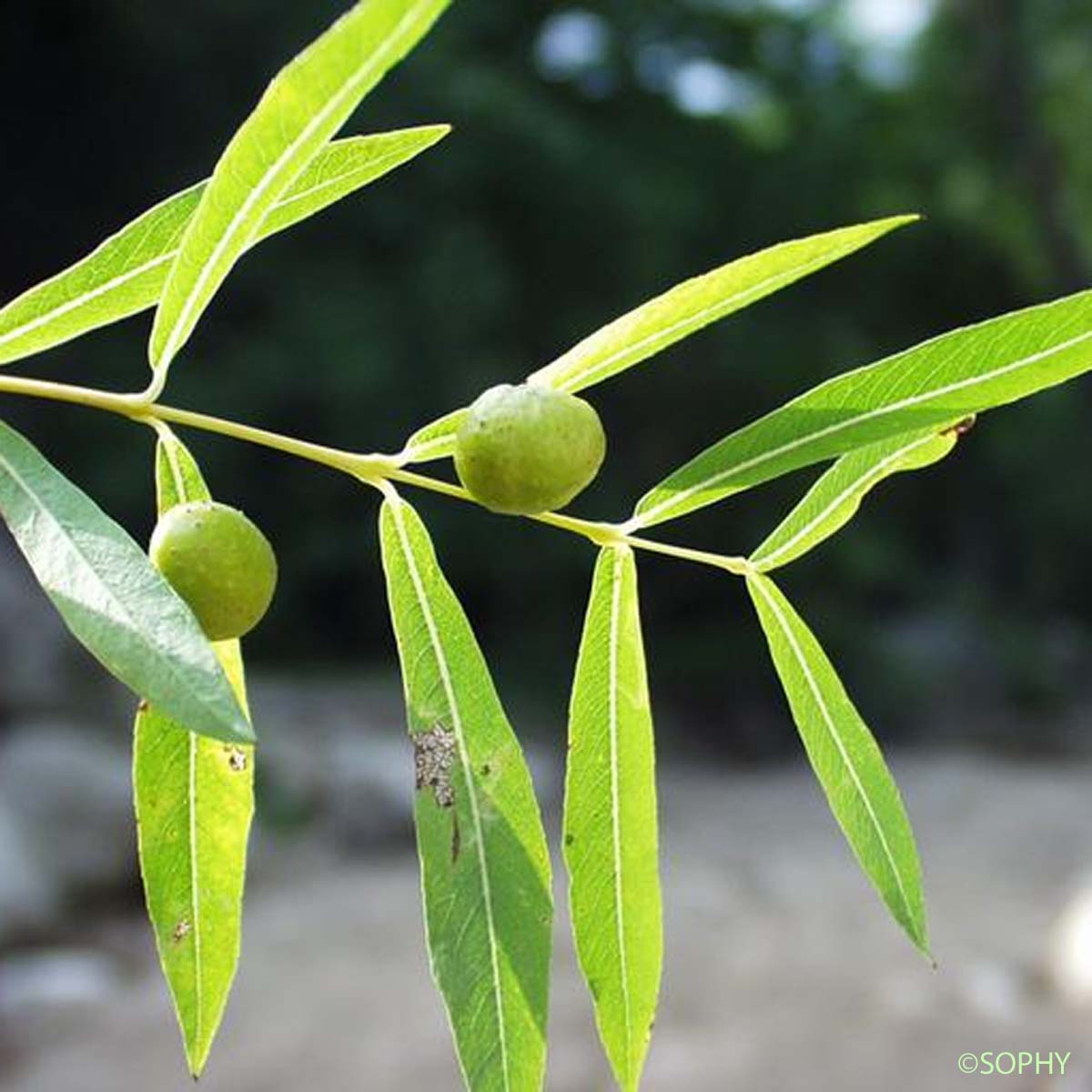 Osier pourpre - Salix purpurea