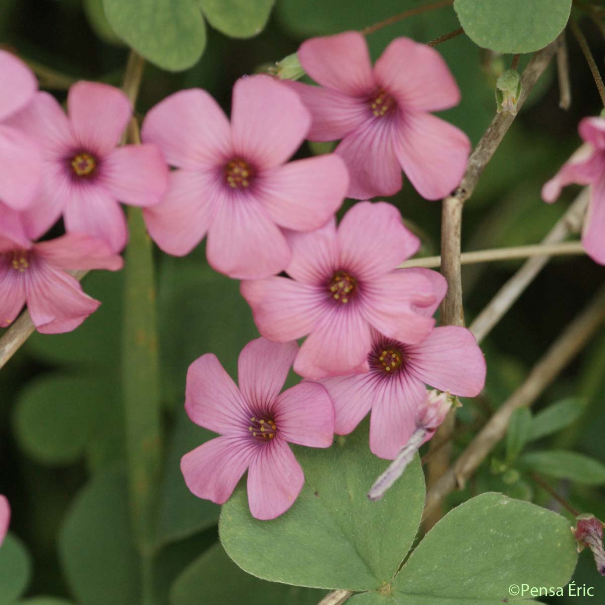 Oxalide articulée - Oxalis articulata