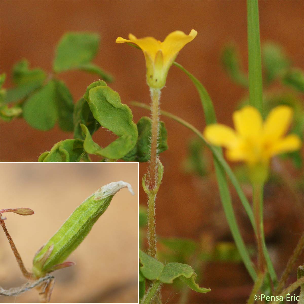 Oxalide corniculée - Oxalis corniculata