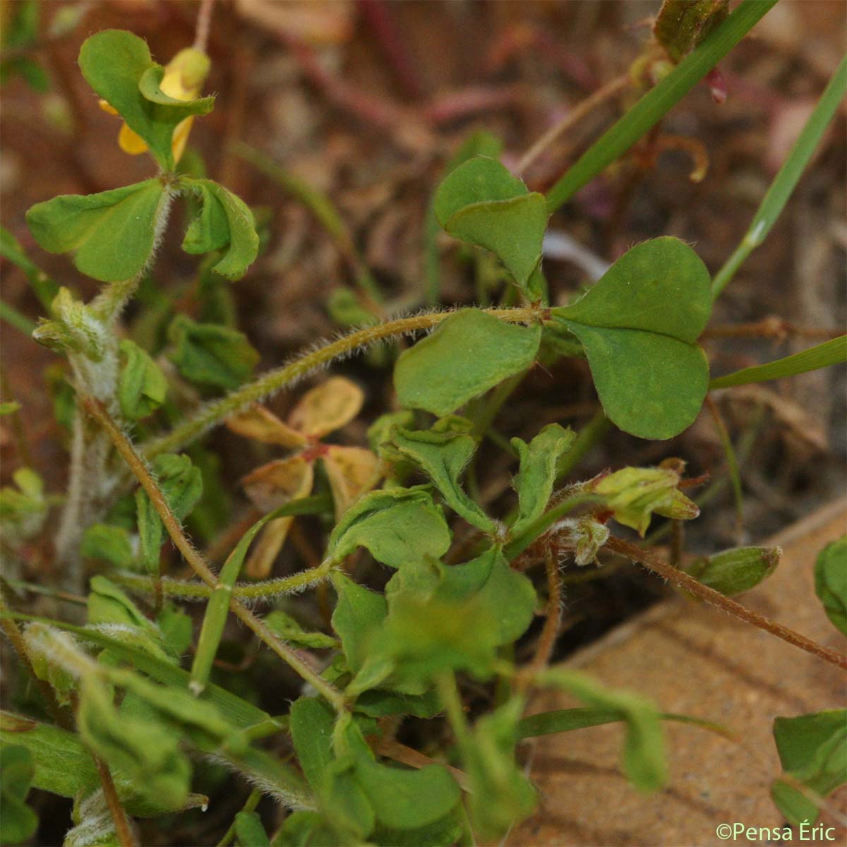 Oxalide corniculée - Oxalis corniculata