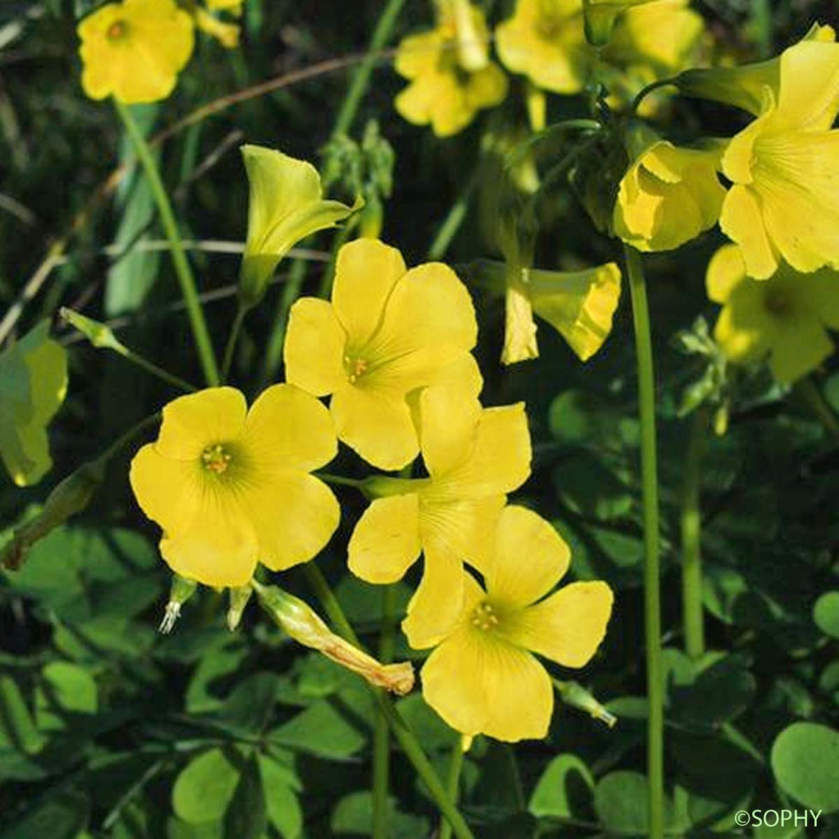 Oxalide Pied-de-chèvre - Oxalis pes-caprae