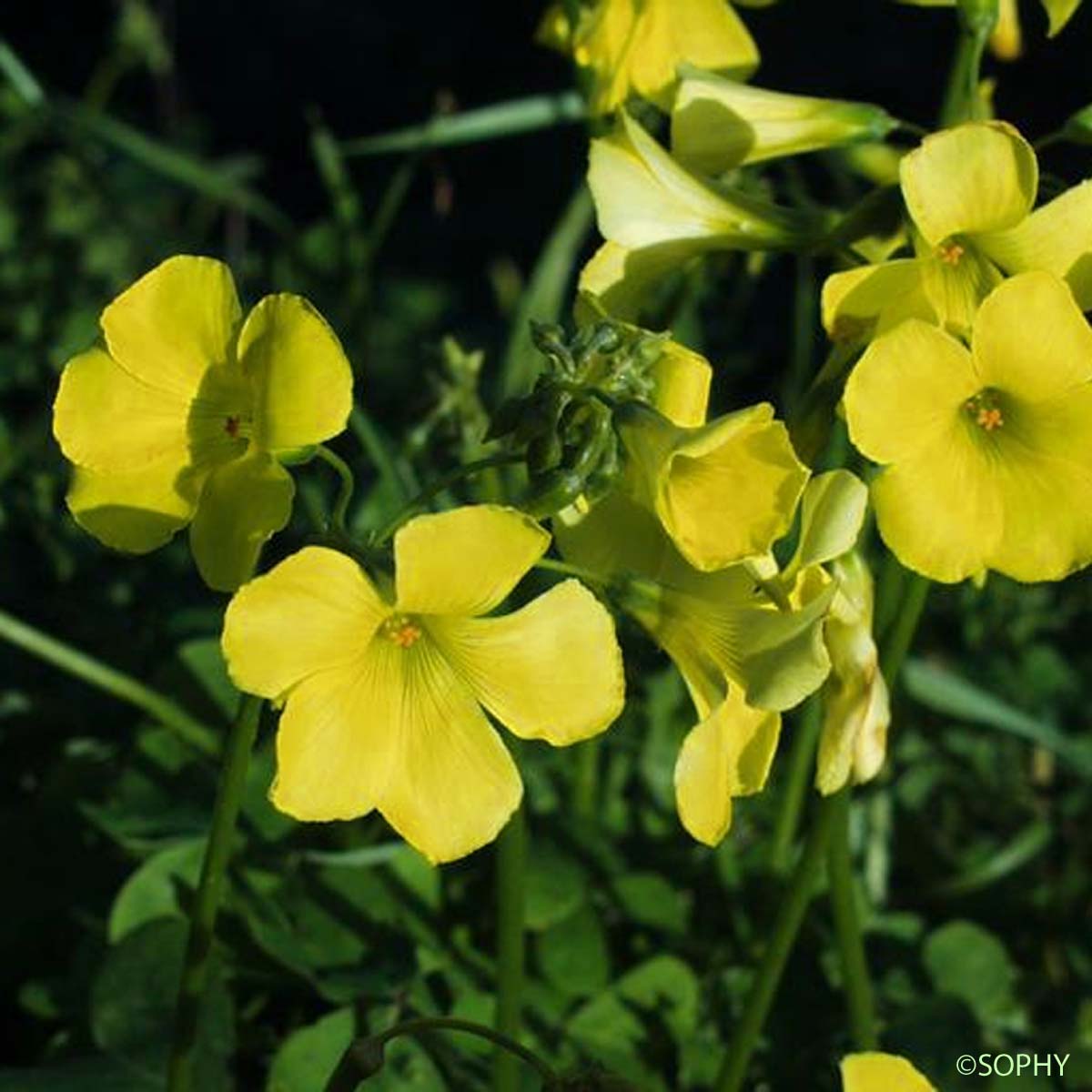 Oxalide Pied-de-chèvre - Oxalis pes-caprae