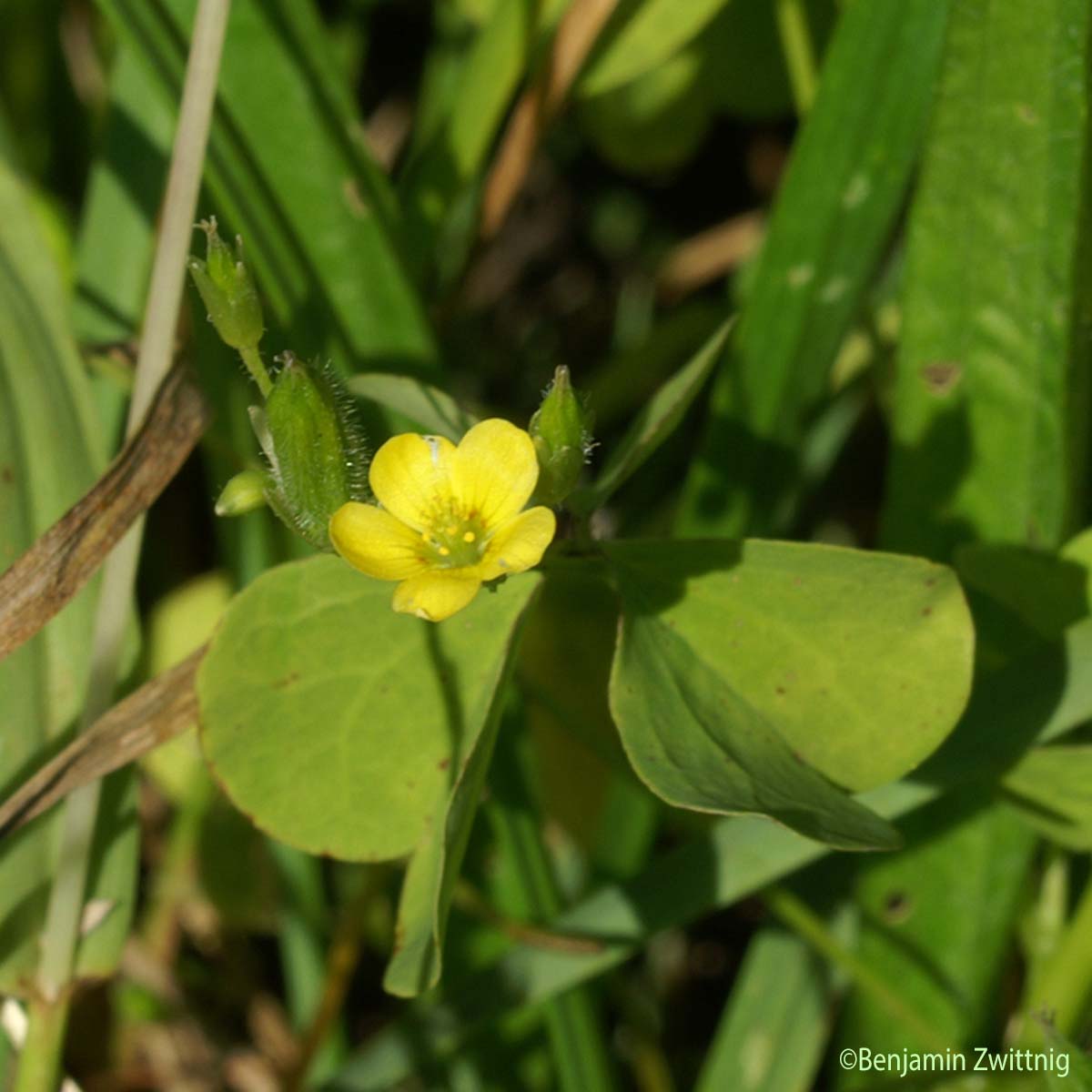 Oxalis droit - Oxalis stricta