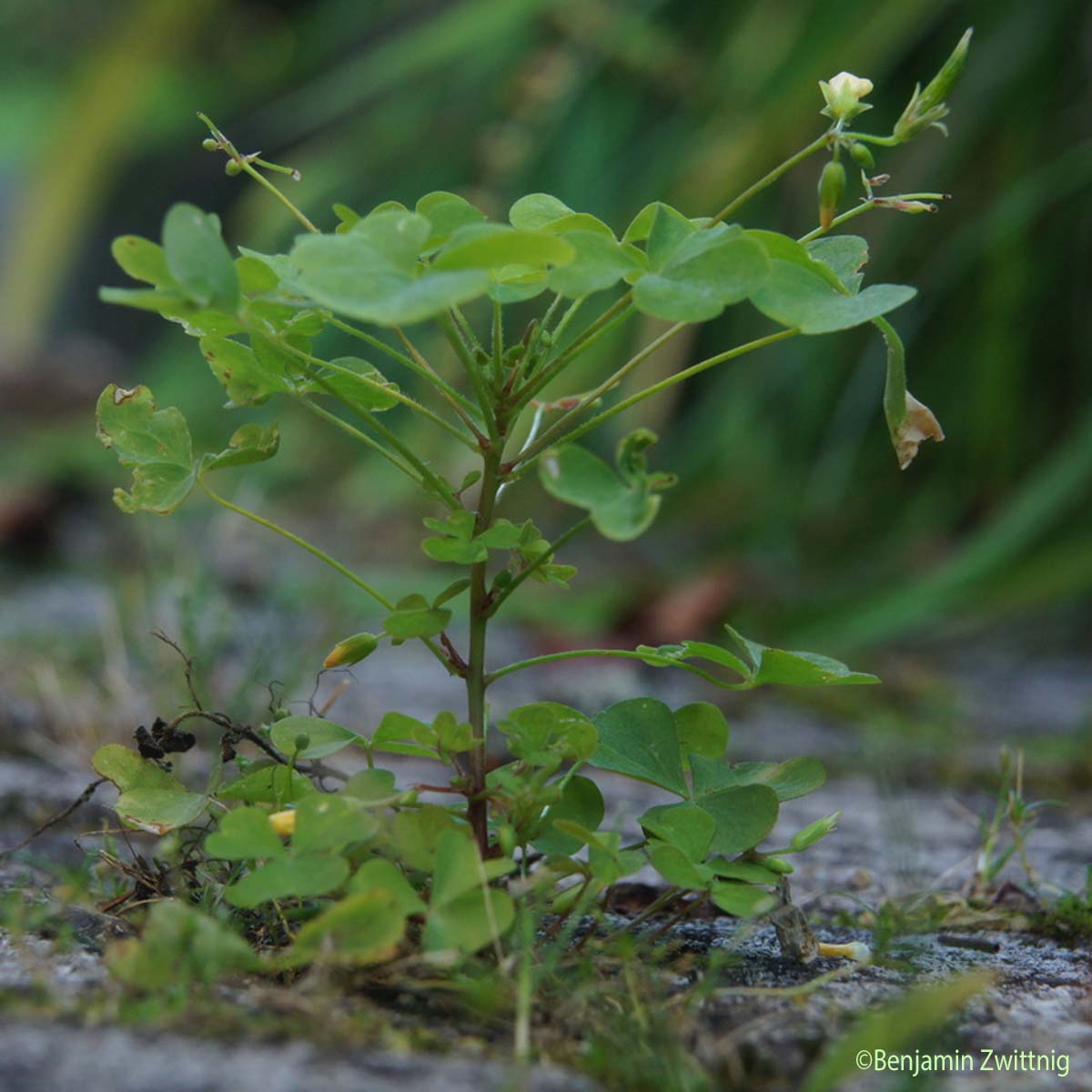 Oxalis droit - Oxalis stricta