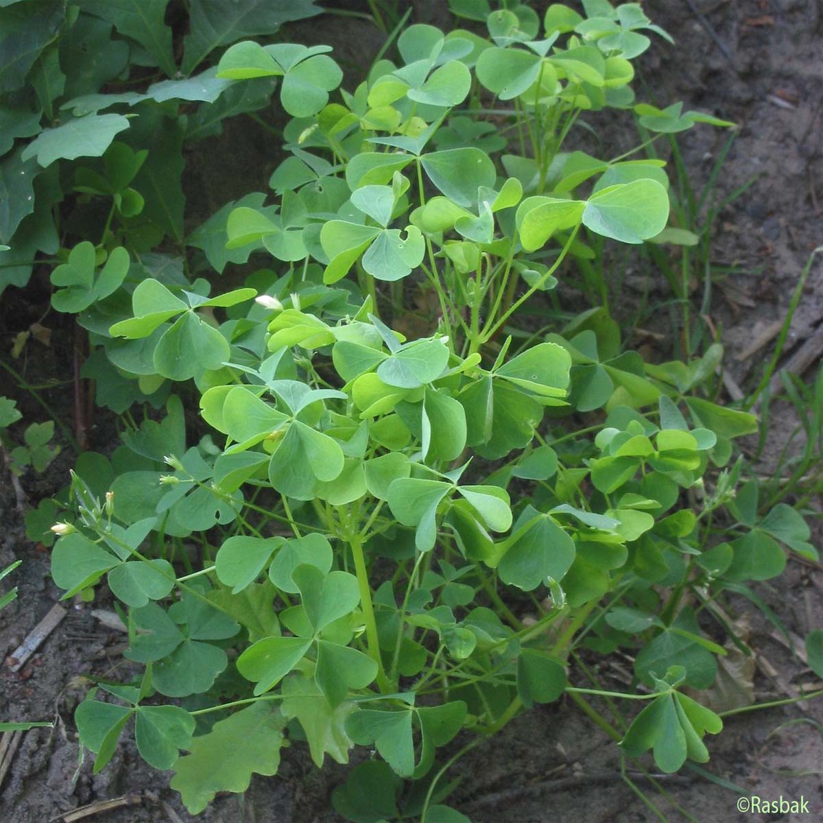 Oxalis droit - Oxalis stricta
