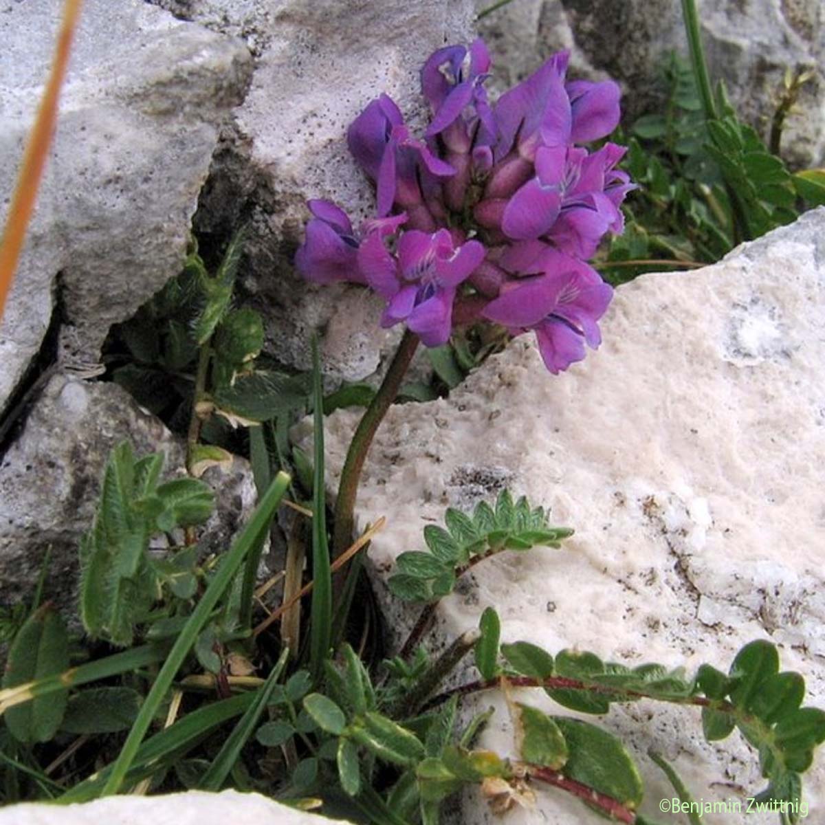 Oxytropis négligée - Oxytropis neglecta