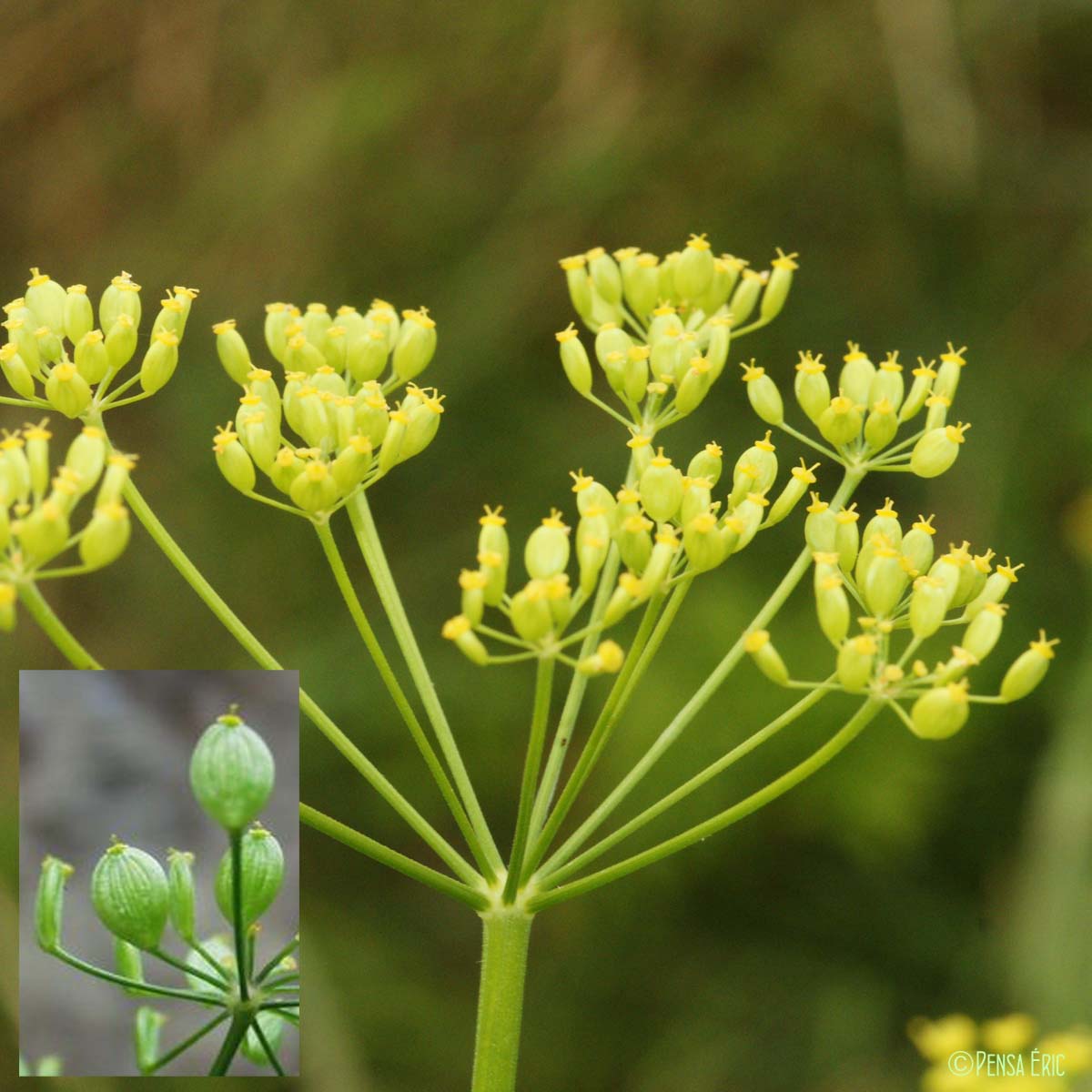 Panais brûlant - Pastinaca sativa subsp. urens