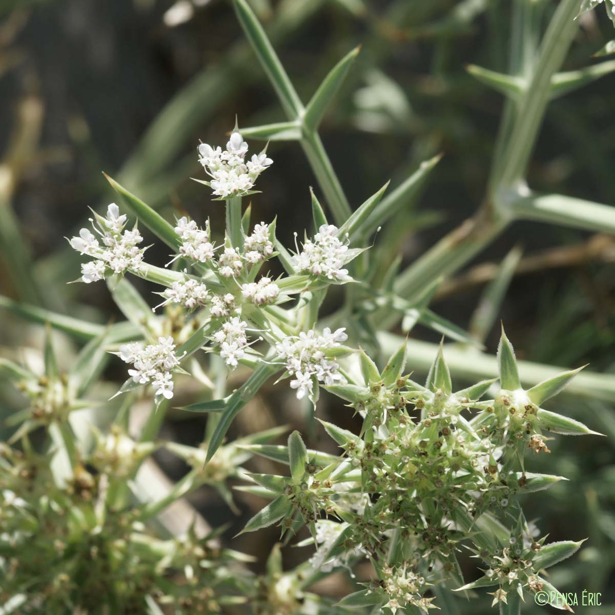 Panais épineux - Echinophora spinosa