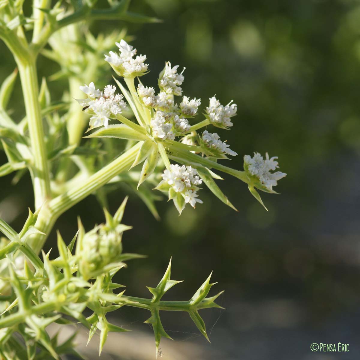 Panais épineux - Echinophora spinosa