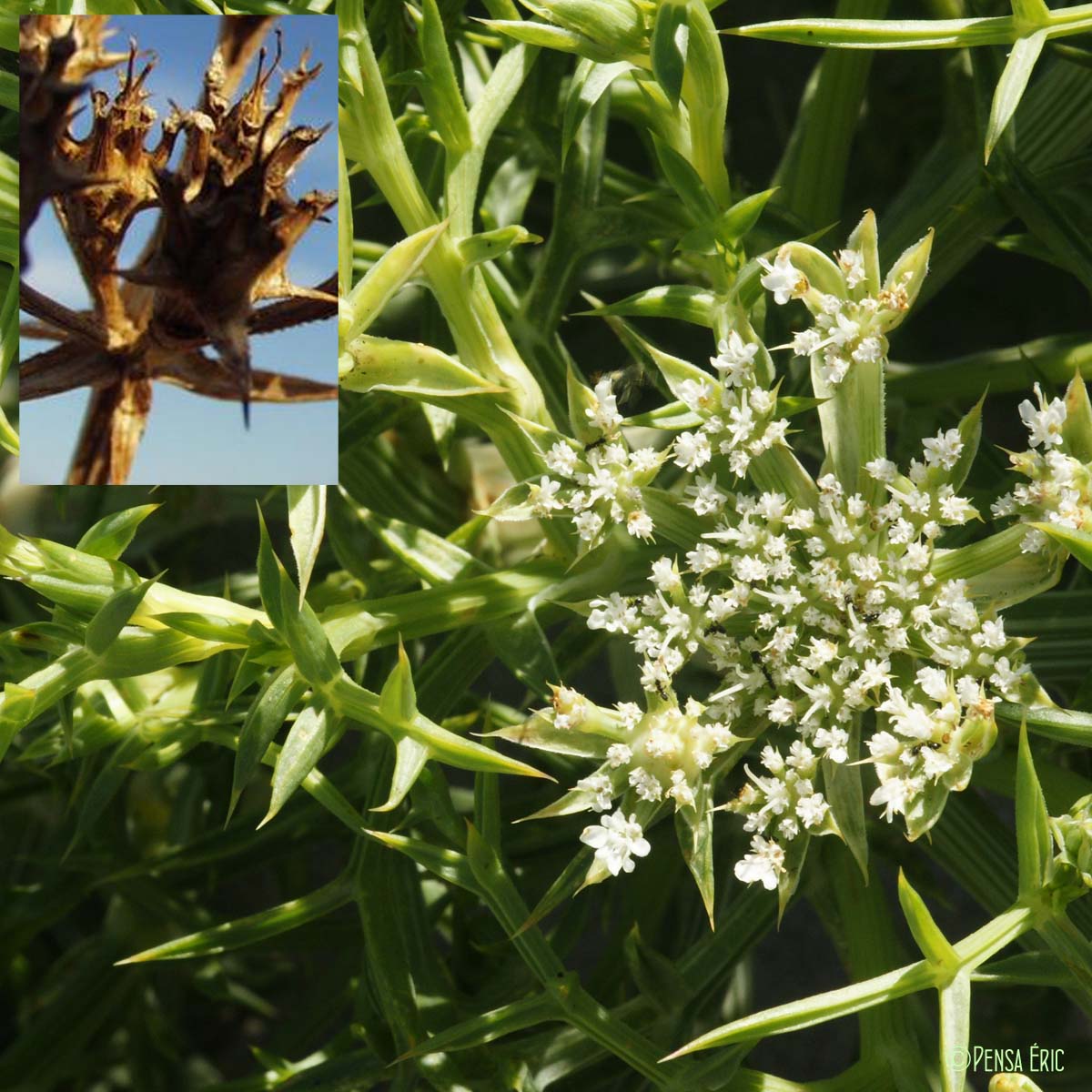 Panais épineux - Echinophora spinosa