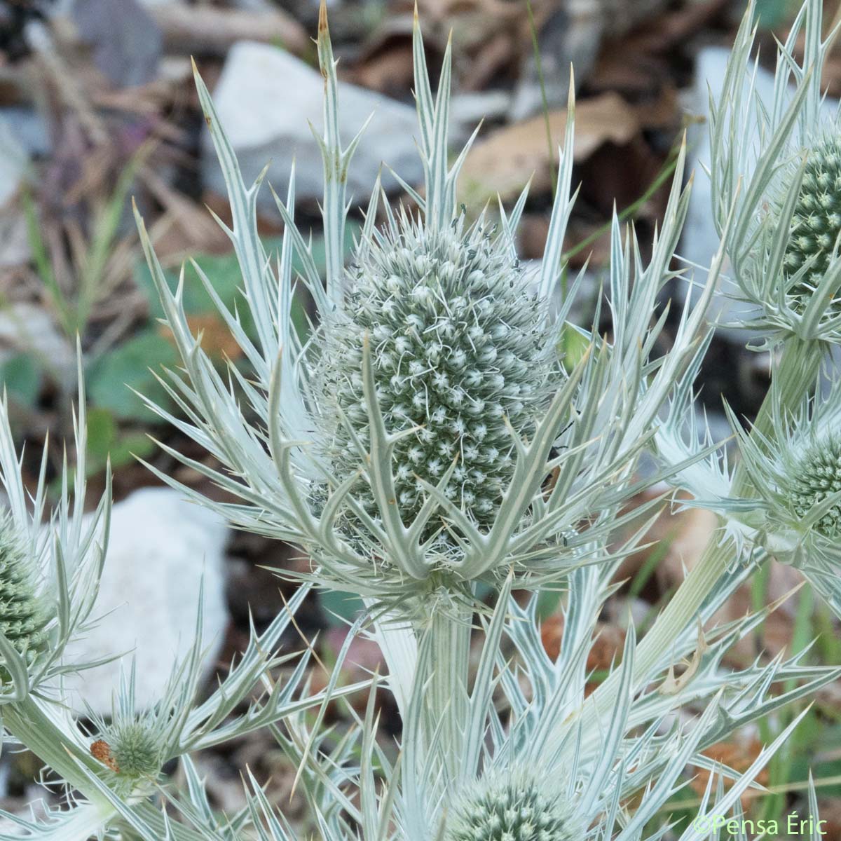 Panicaut blanc des Alpes - Eryngium spinalba