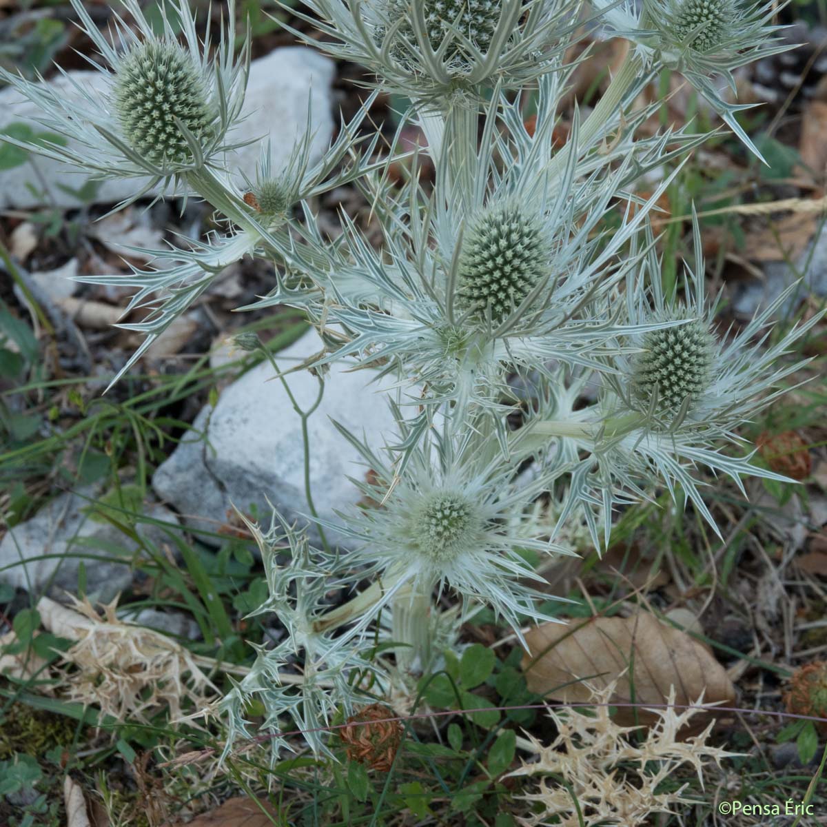 Panicaut blanc des Alpes - Eryngium spinalba