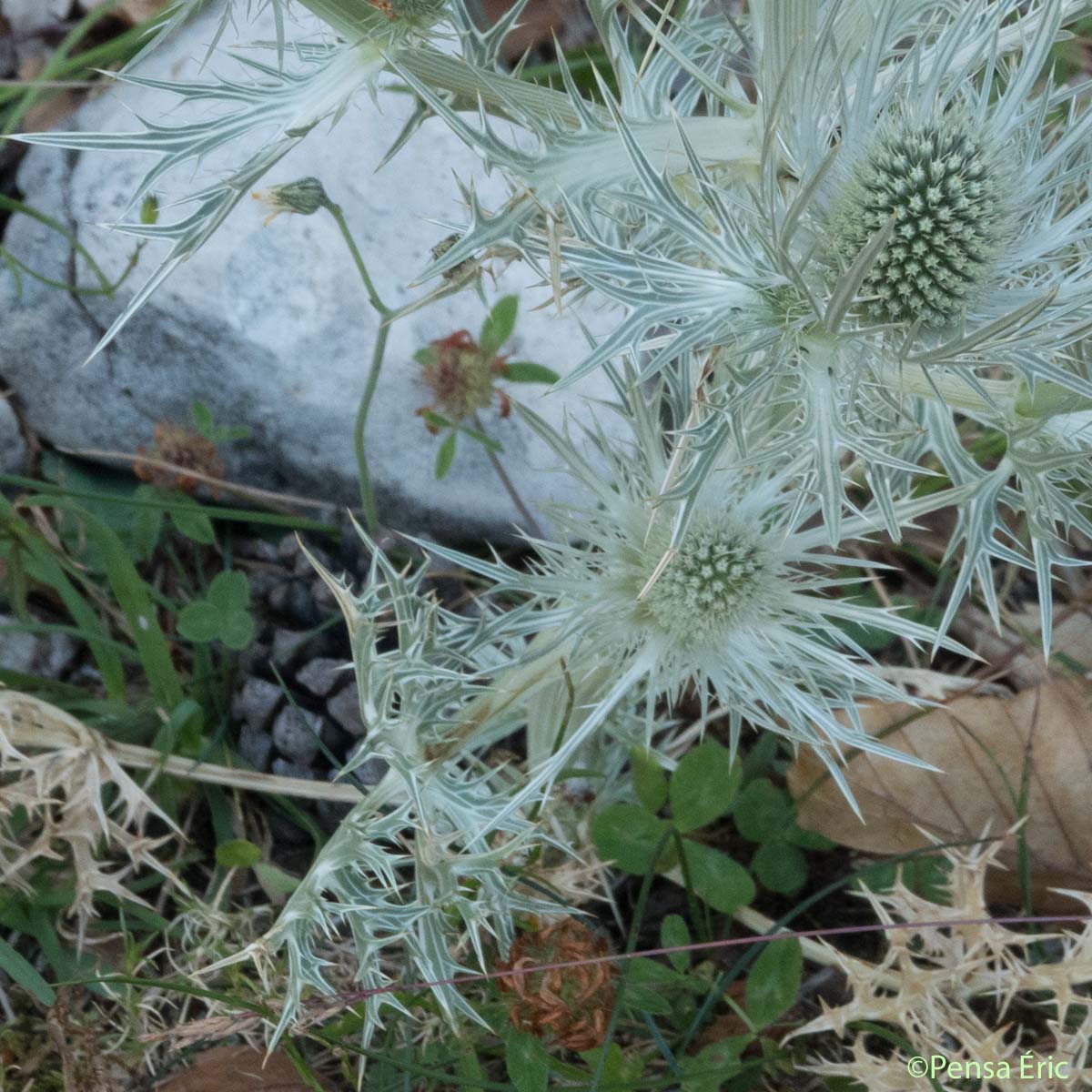 Panicaut blanc des Alpes - Eryngium spinalba