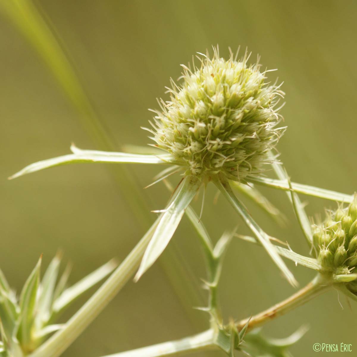 Panicaut champêtre - Eryngium campestre