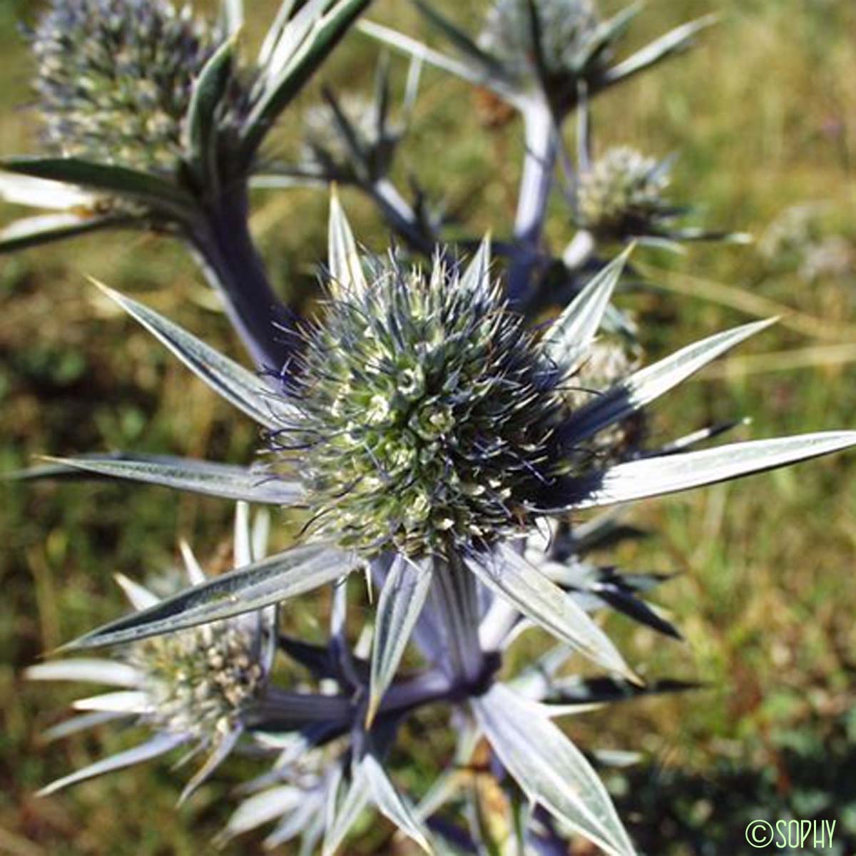 Panicaut de Bourgat - Eryngium bourgatii subsp. bourgatii