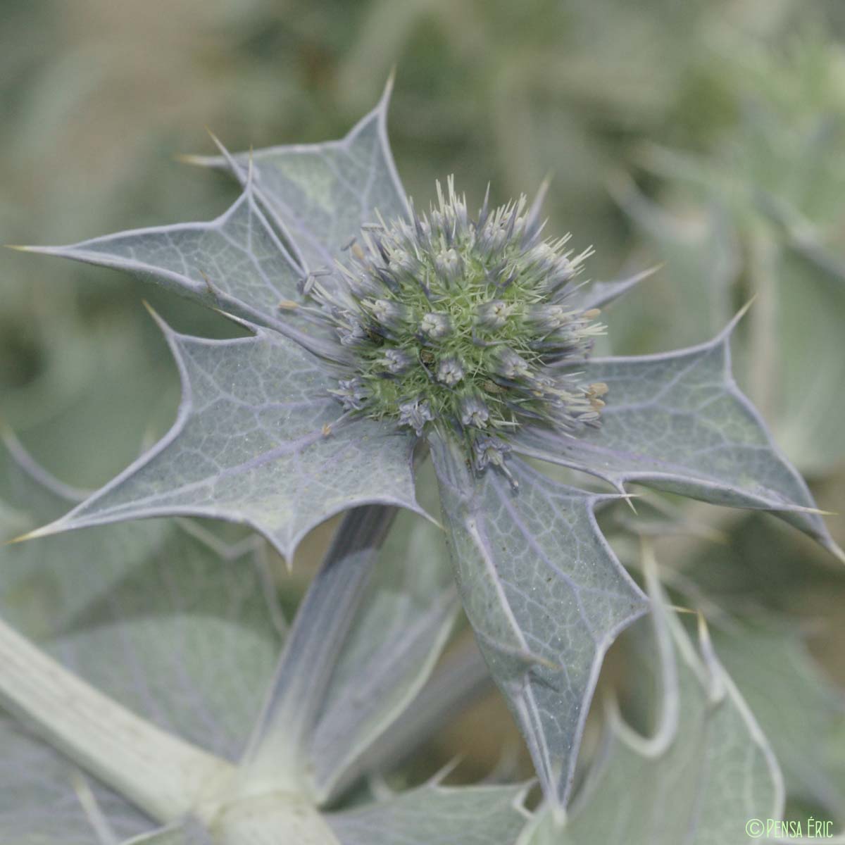 Panicaut maritime - Eryngium maritimum