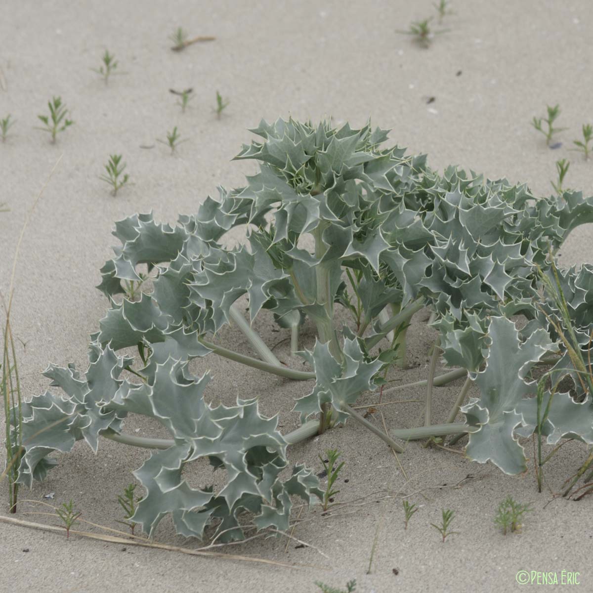 Panicaut maritime - Eryngium maritimum