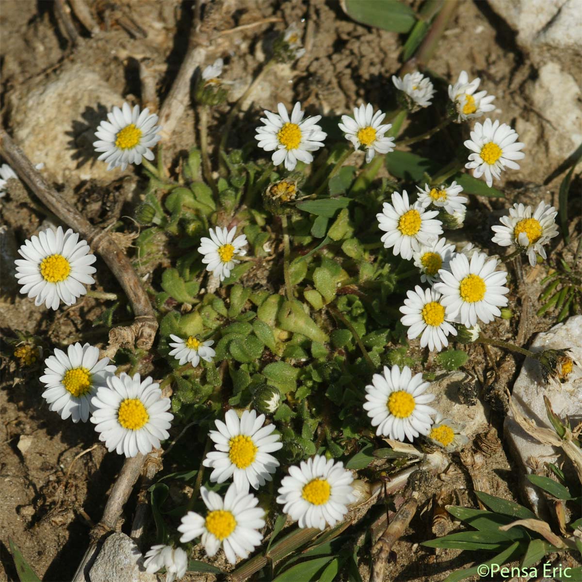 Pâquerette annuelle - Bellis annua