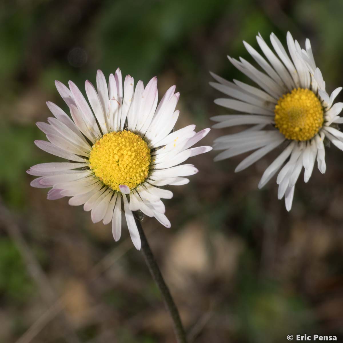 Pâquerette d'Automne - Bellis sylvestris