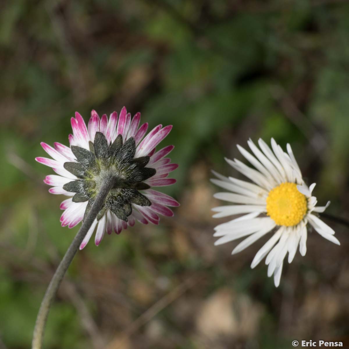 Pâquerette d'Automne - Bellis sylvestris