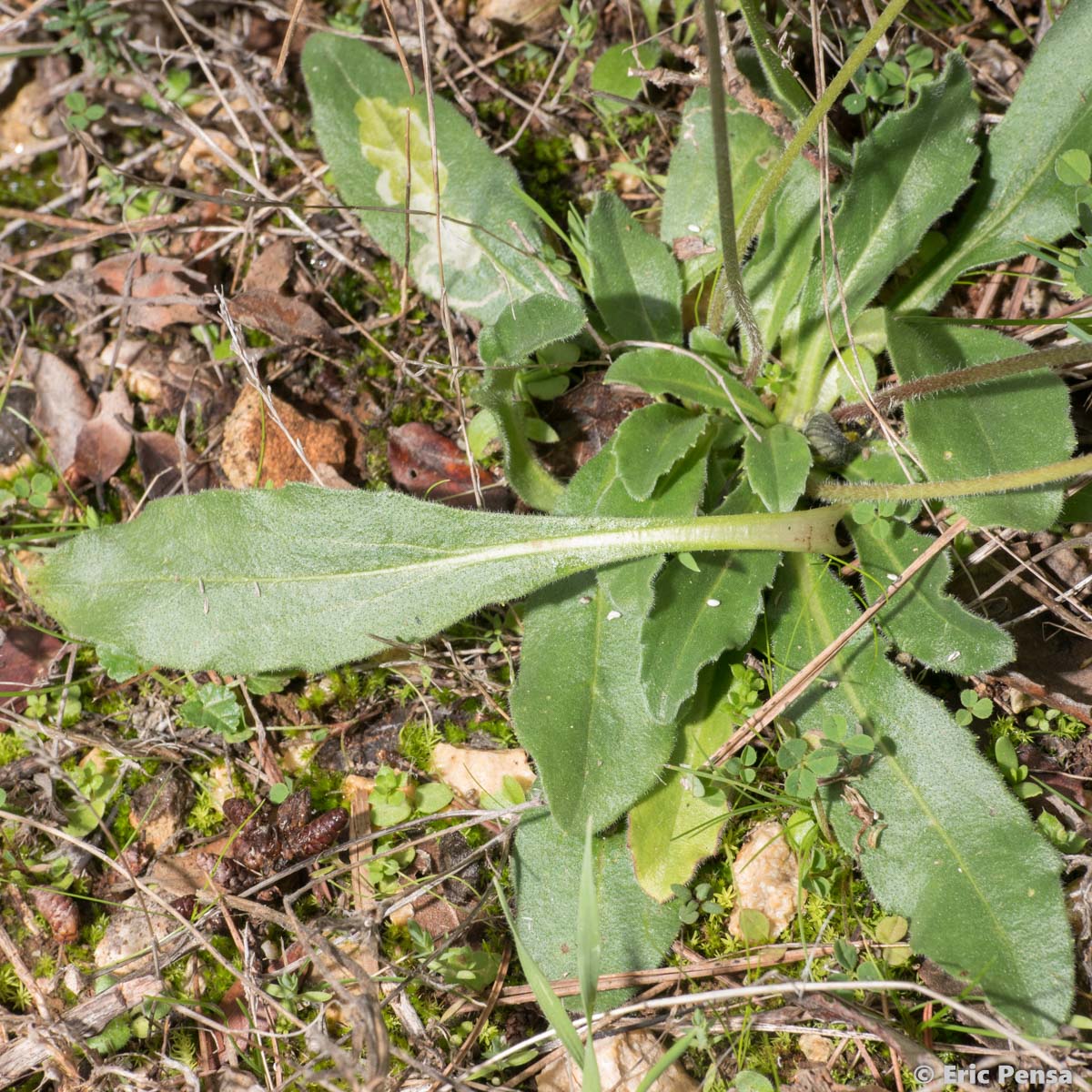 Pâquerette d'Automne - Bellis sylvestris