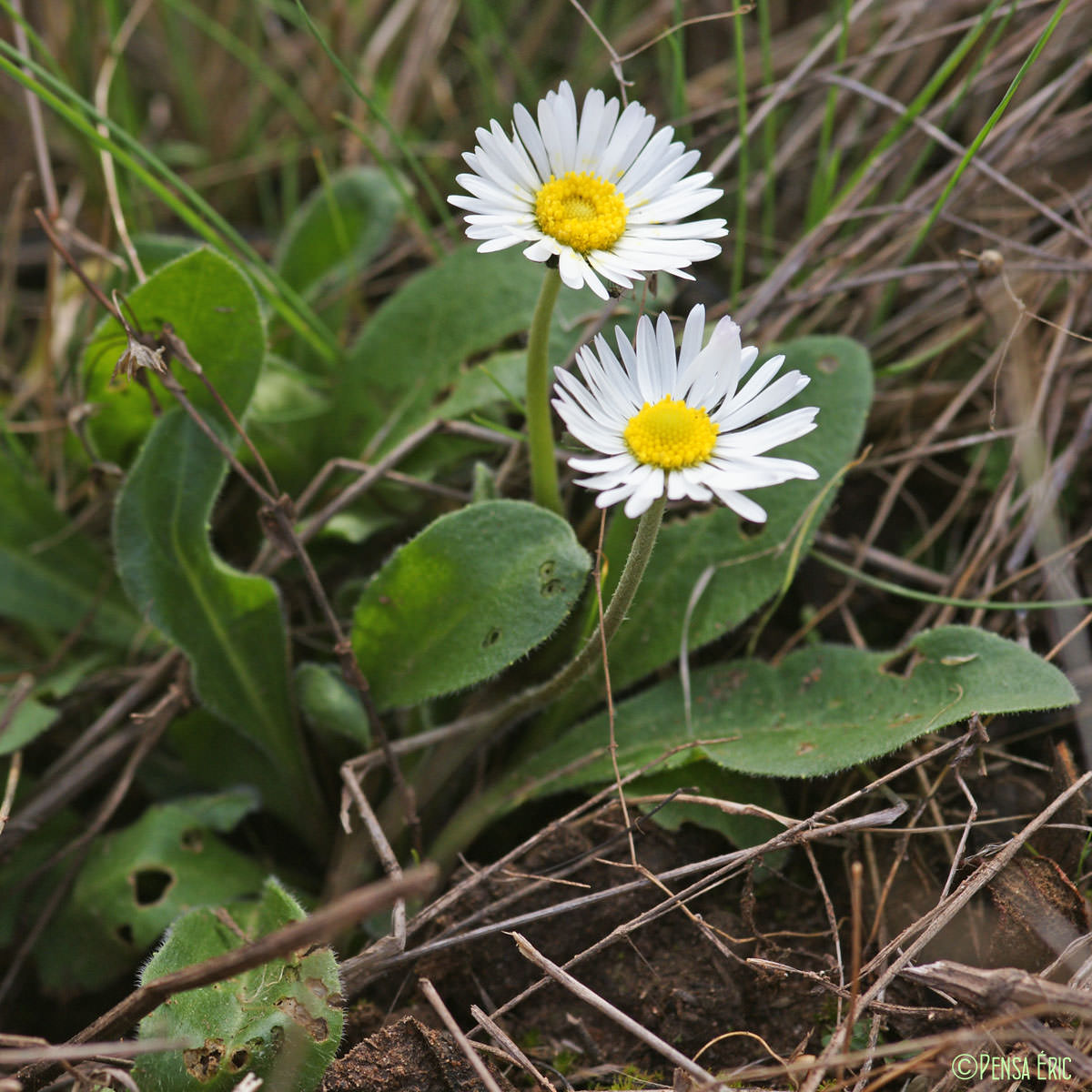 Pâquerette vivace - Bellis perennis