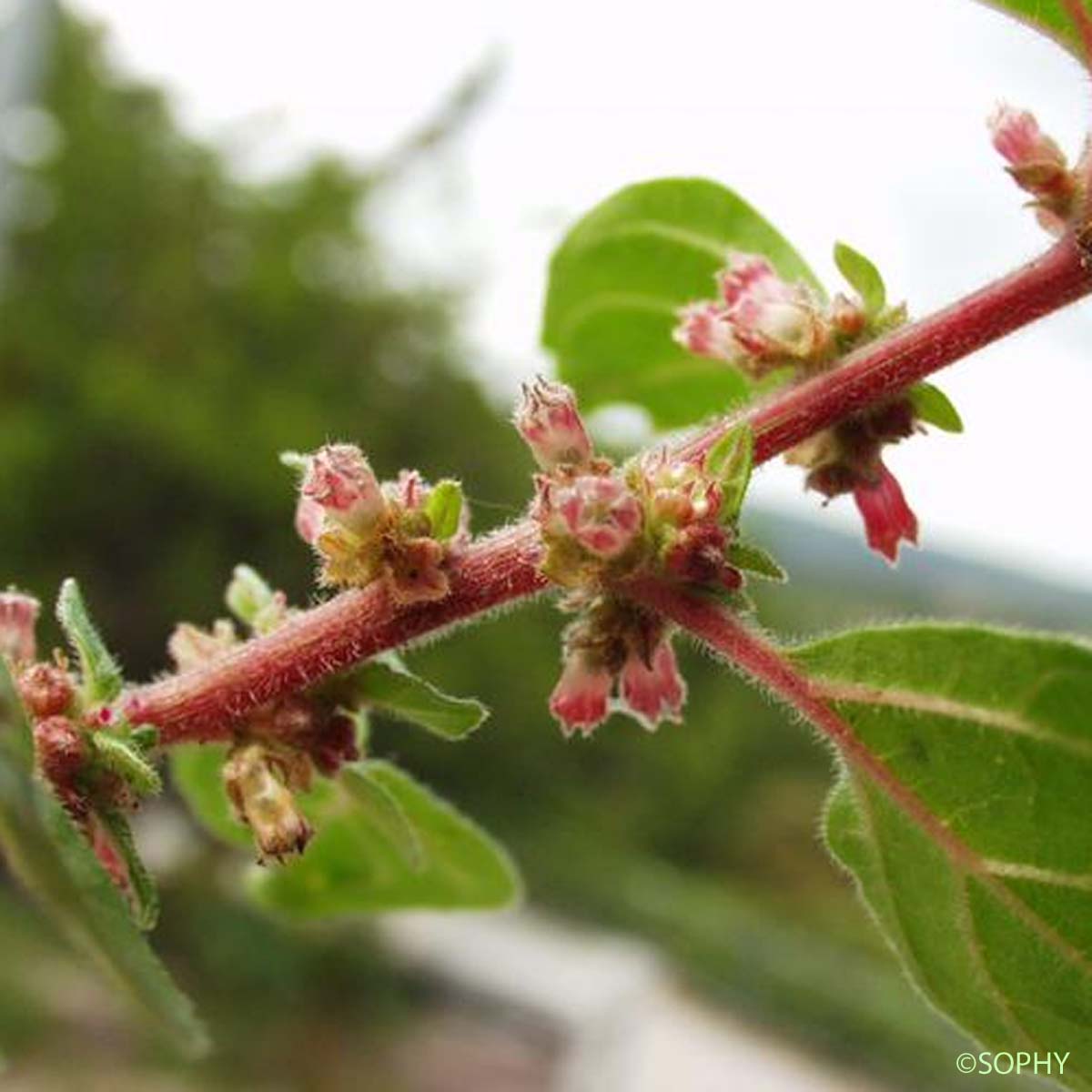 Pariétaire officinale - Parietaria officinalis