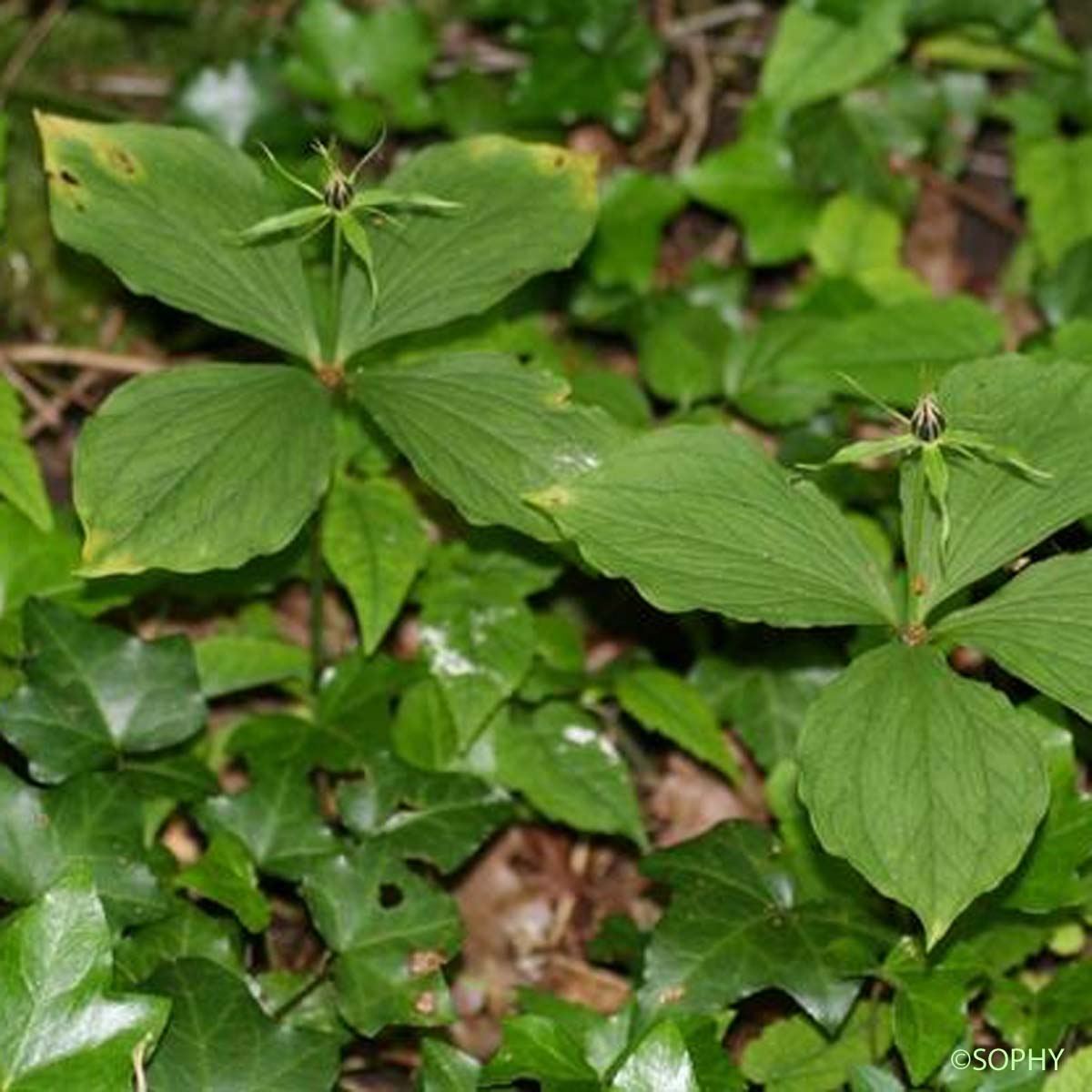 Parisette à quatre feuilles - Paris quadrifolia