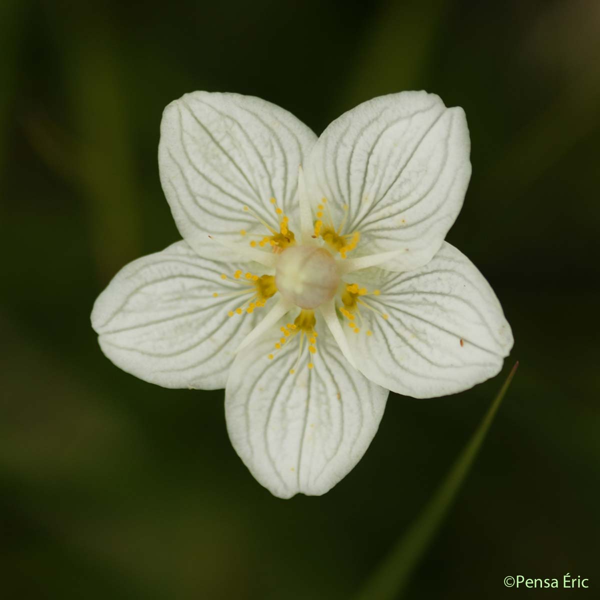 Parnassie des marais - Parnassia palustris