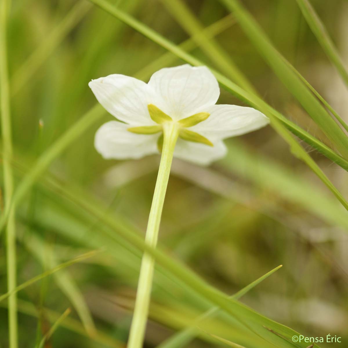 Parnassie des marais - Parnassia palustris