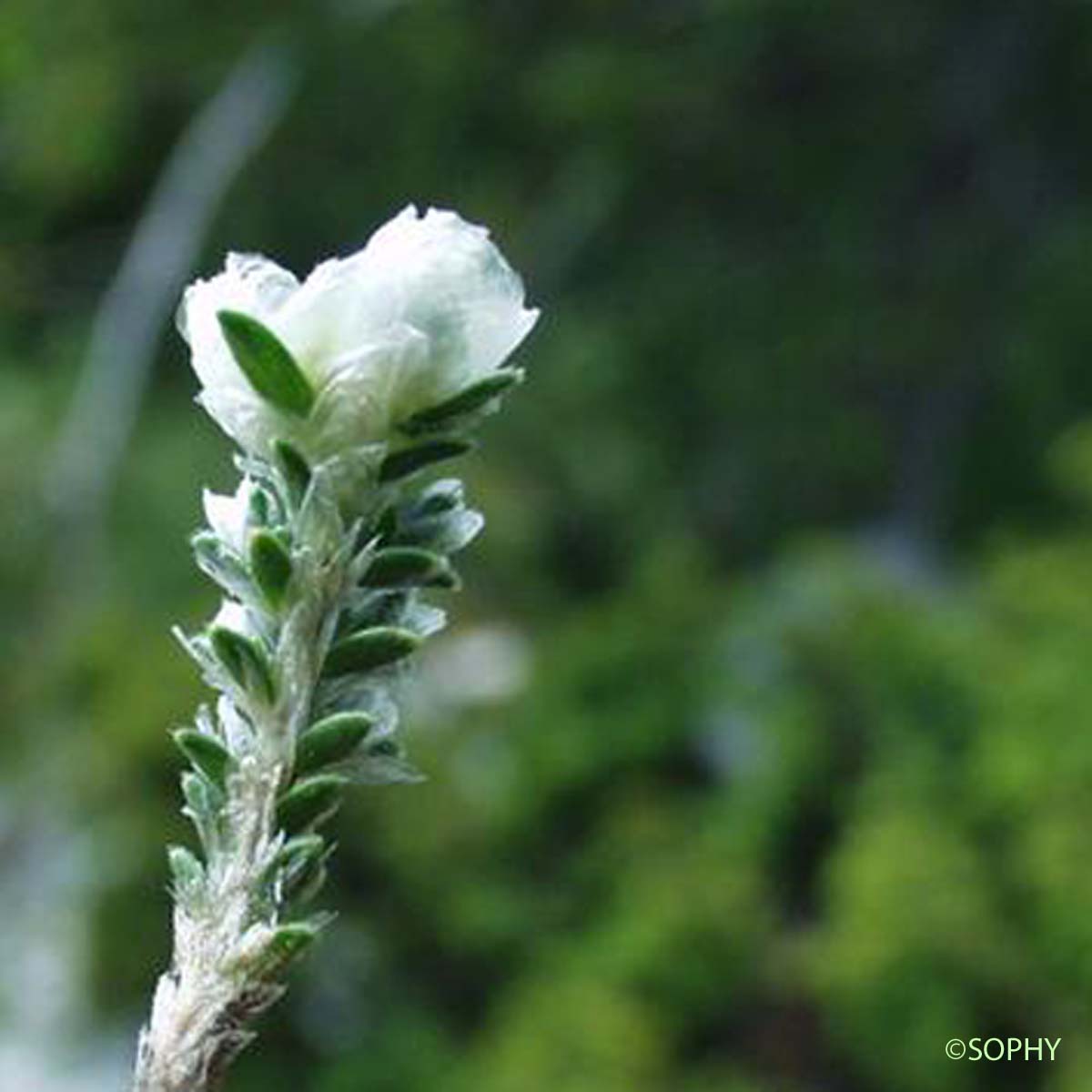 Paronyque à feuilles de Serpolet - Paronychia kapela subsp. serpyllifolia