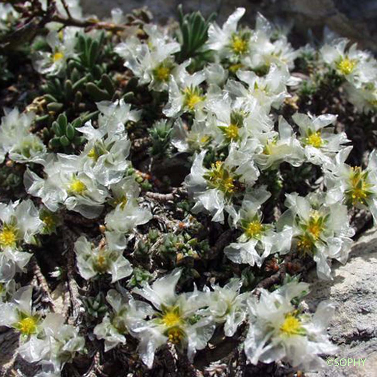 Paronyque à feuilles de Serpolet - Paronychia kapela subsp. serpyllifolia